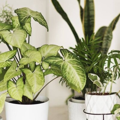 air purifying plants