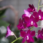 orchid