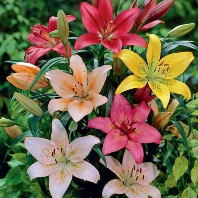 lilies