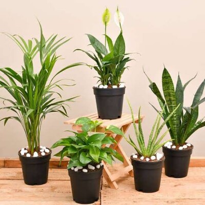 air purifying plants