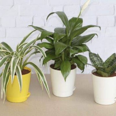 air purifying plants