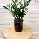 air purifying plants