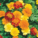 Marigold MIX गेंदा ... 60/per kg