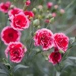 carnations