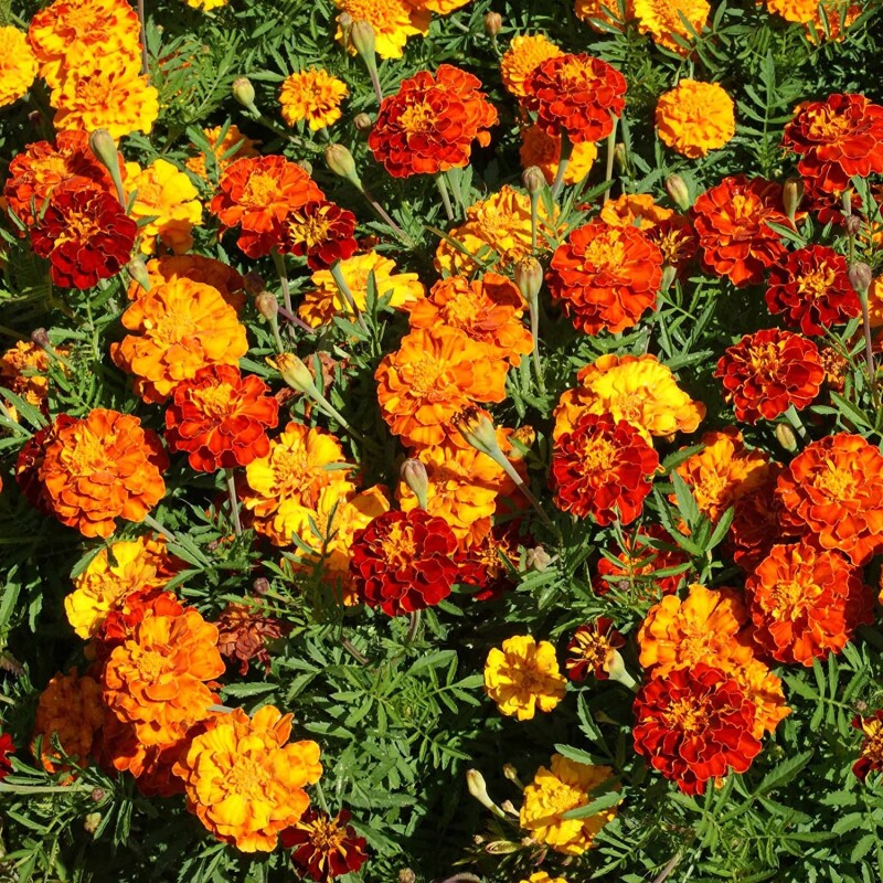 Marigold