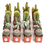 succulents $ cactus