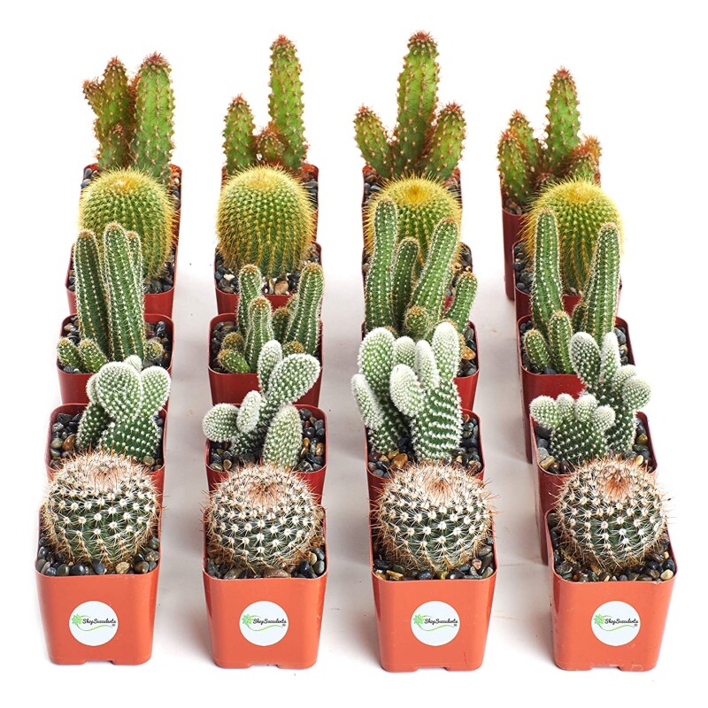 succulents $ cactus