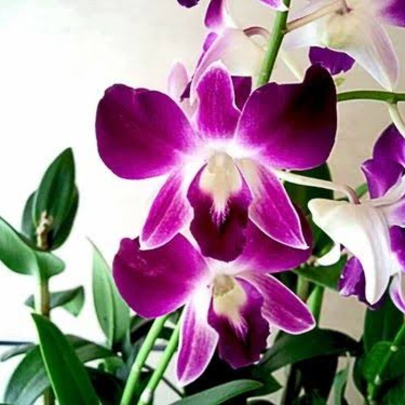 orchid