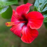 HIBISCUS rs 10 per piece