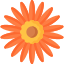 Gerberas