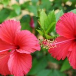 HHIBISCUS .      गुड़हल और जावा