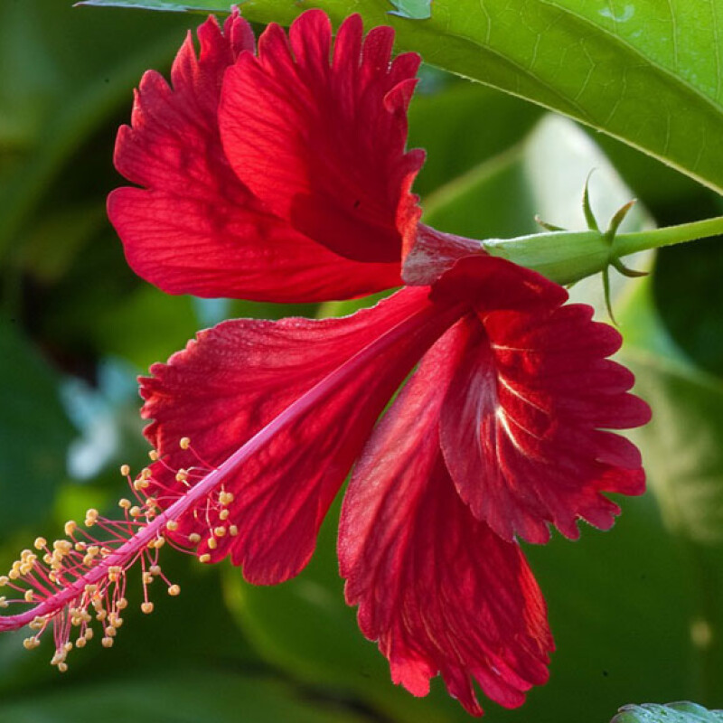 HIBISCUS       गुड़हल और जावा