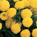 marigold 150/kg