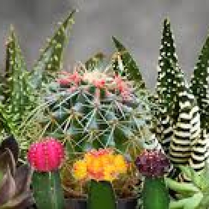 succulents $ cactus