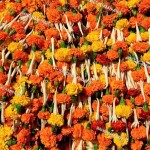 Marigold MIX गेंदा ... 25/per peace