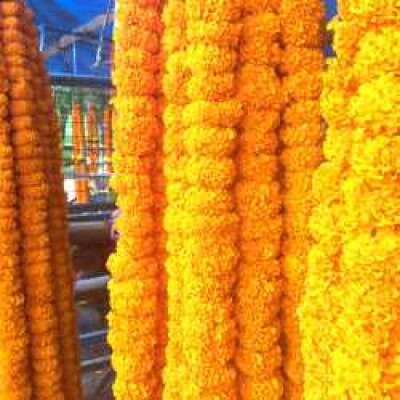 Marigold. MALA   गेंदा माला