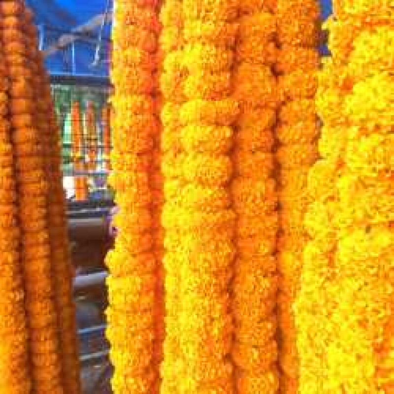 Marigold. MALA   गेंदा माला