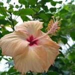 HIBISCUS .      गुड़हल और जावा