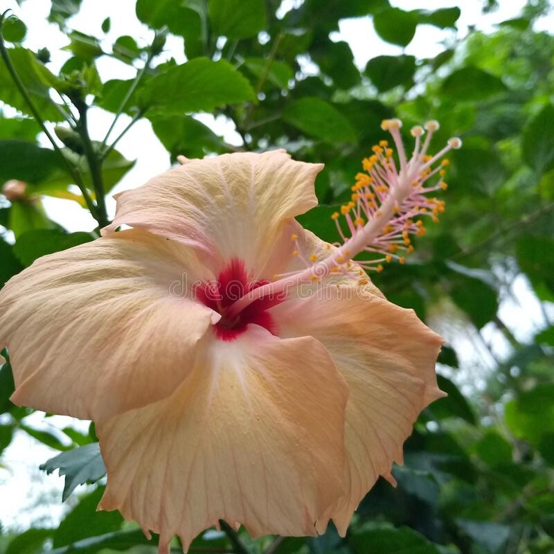 HIBISCUS .      गुड़हल और जावा