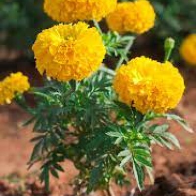 marigold MIX गेंदा ... 60/per kg  (0 reviews)