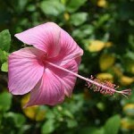 hibiscus rs 15 per piece