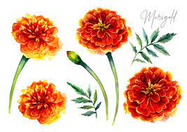 marigold