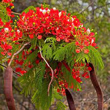 delonix regia