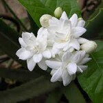 jasmine