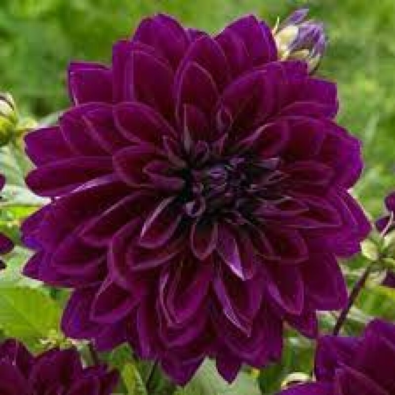 dahlia