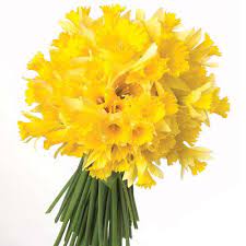 daffodil