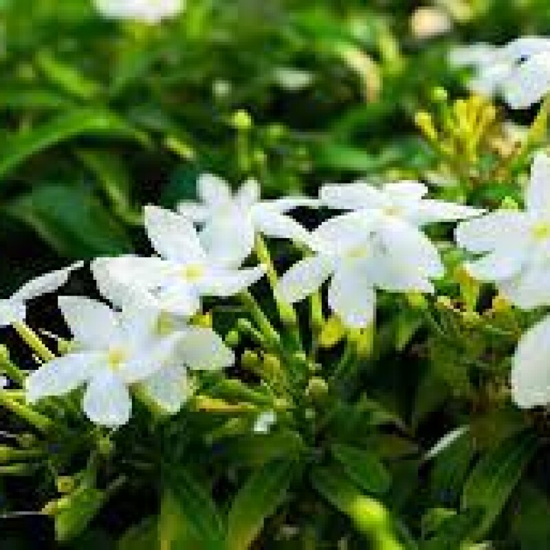 jasmine