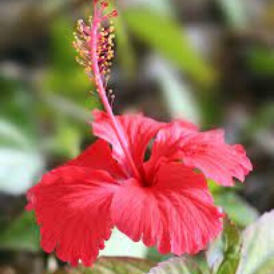 hibiscus