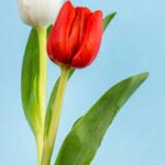 tulip