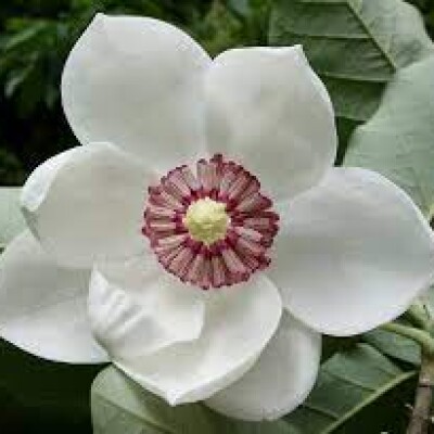 magnolia