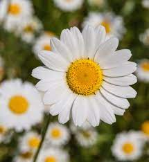 Daisy