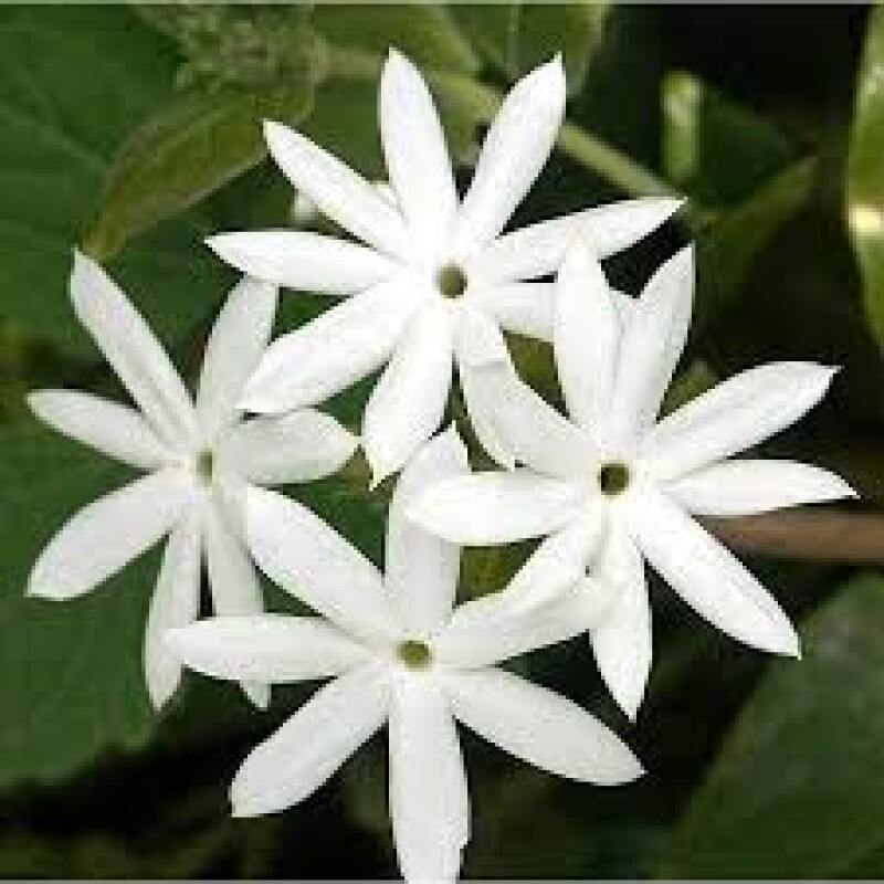 jasmine