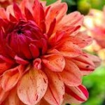 dahlia