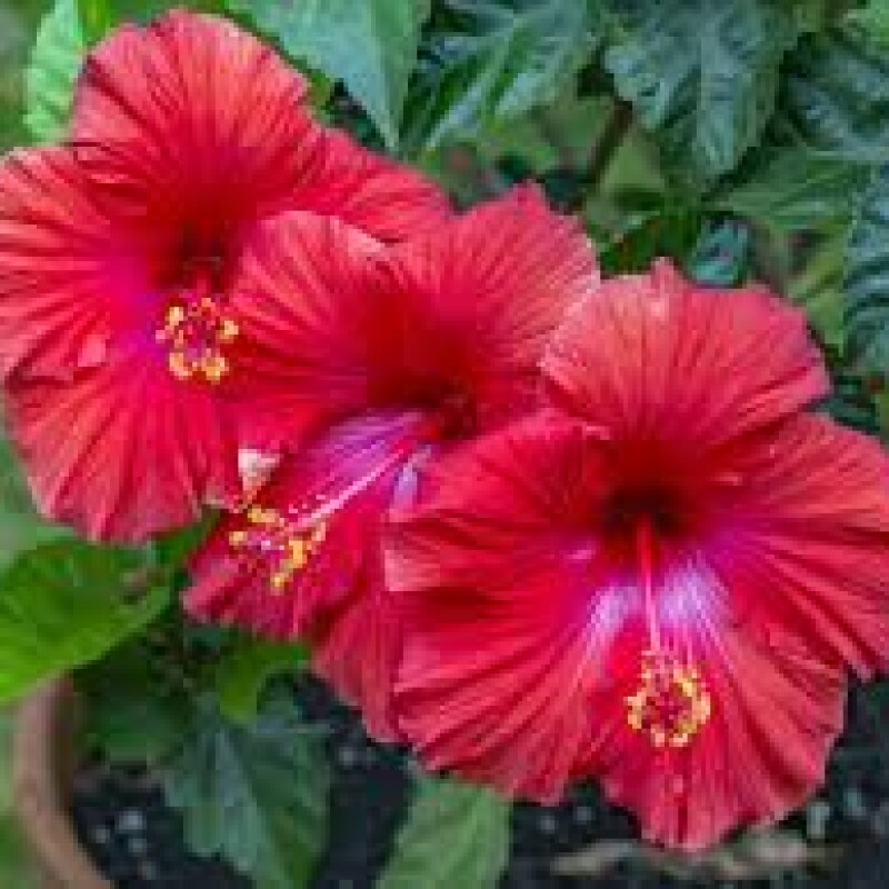 HIBISCUS rs 10 per piece