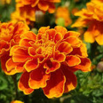 marigoldMarigold MIX गेंदा ... 60/per kg  (0 reviews)