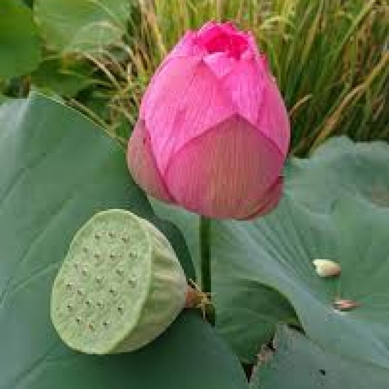 lotus