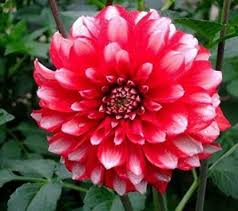 dahlia