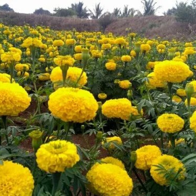 Marigold MIX गेंदा ... 25/per peace