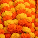 Marigold. MALA   गेंदा माला