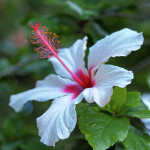 HIBISCUS .      गुड़हल और जावा